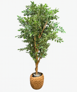 Ficus Folia - 170cm